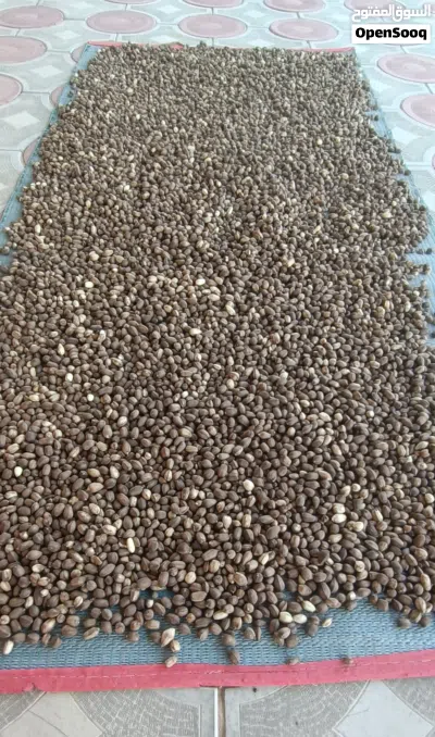 بذور الشوع انتاج السنه ما شاء الله حب كبير مختار بعنايه من المراحل الاولى وحتى النهايه متوفر الان 2