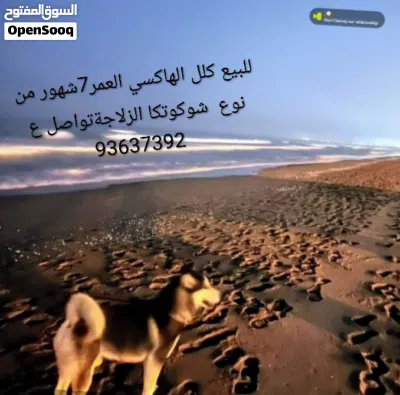 بو محمد البلوشي 4