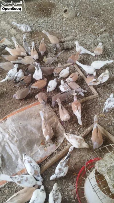 عفدان عماني زوج للبيع 2