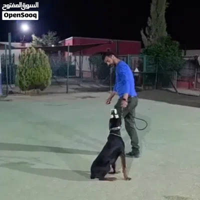 Doberman دوبرمان ذكر 2