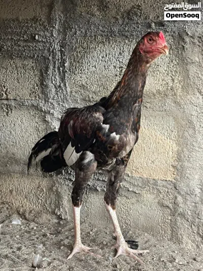 ديك و دجاجه باكستاني اصيل الي يبا بسعر مناسب 2