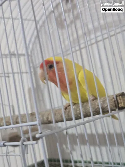 دكر روز عين حمرا عيبه عنده رجله مقطوعه وبصحه ممتازه 4