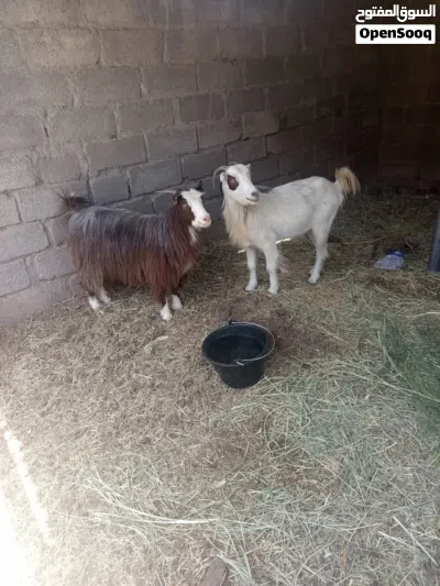 صخال سمينات ما شاء الله وصفار ف العمر 2