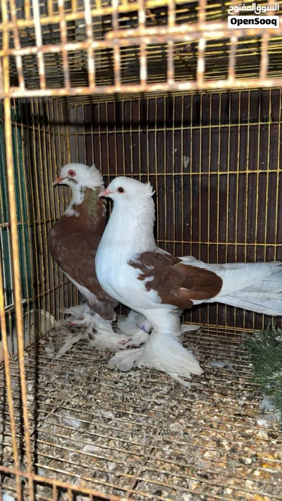 حمام زينه وعاديات 3