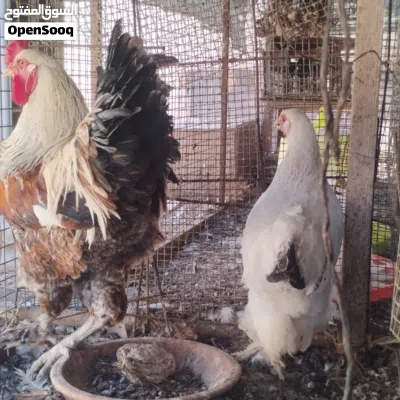 دجاج برهما العملاق 3