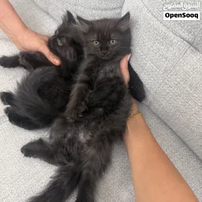 Persian cat 3