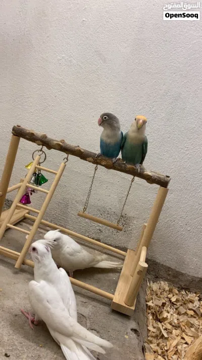 1lovebird rose 1 fisher beautiful colour and active 3