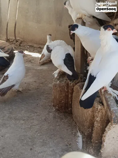 حمام للبيع 2