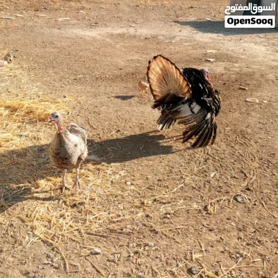 ديك حبش وحبشه 2