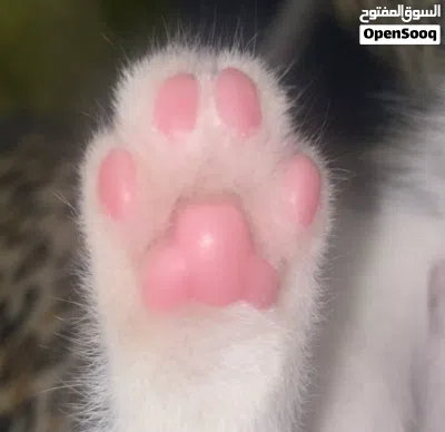 للبيع كتن ذكر العمر شهر ونص 3