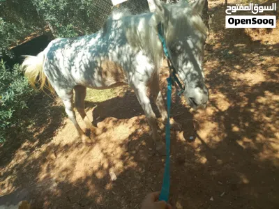 فرس للبيع بسعرحرق 2