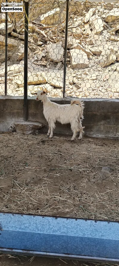 للبيع ذبائح عمانيه سمان جدايه وصخلات وكبشان وشوهات حلال سمين للذبح أو التربيه 2