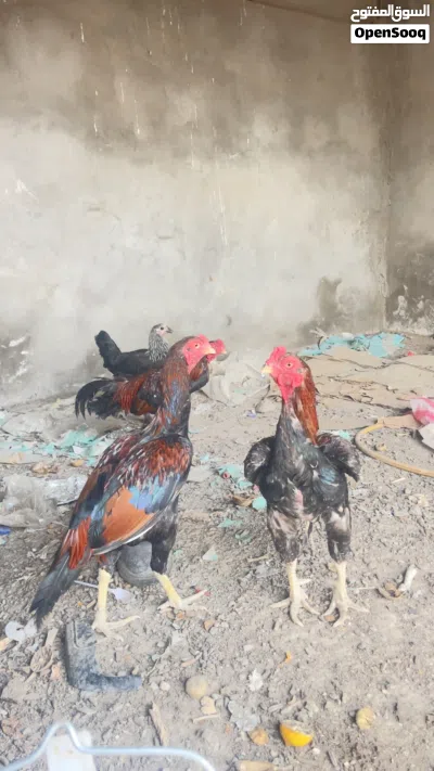 دجاج باكستاني للبيع 4