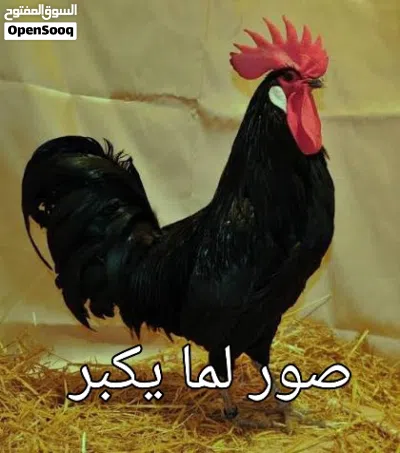 ديك مهرج نخب اول 2