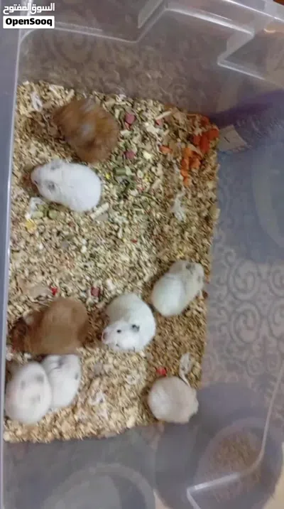 هامستر ابيض 3