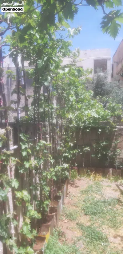 معرشات عنب للبيع في إربد أطوال و احجام كبيره من 2 متر لغاية 4 متر 3
