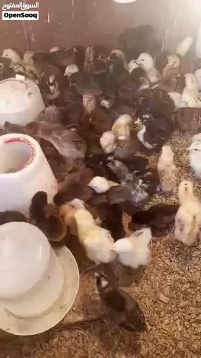 صيصان بلدي 2