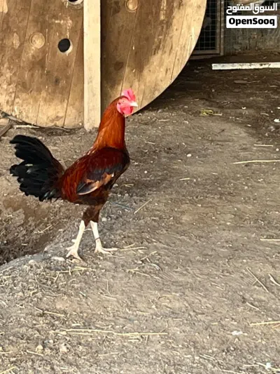 يوجد بط ودجاج اقبل البدل 2