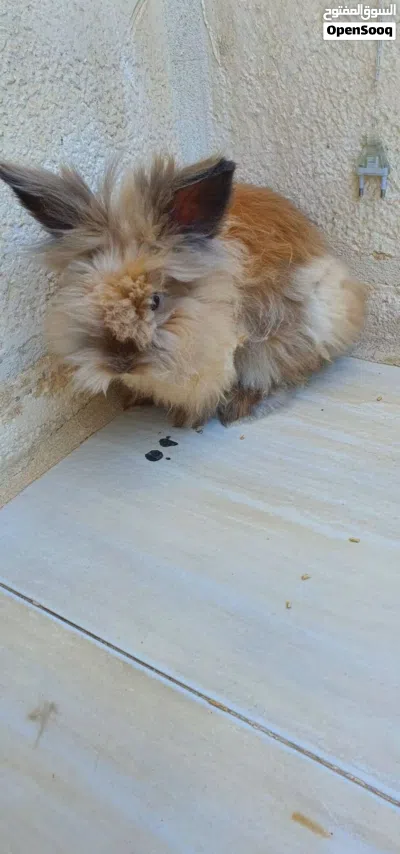 انثى إنجورا 4