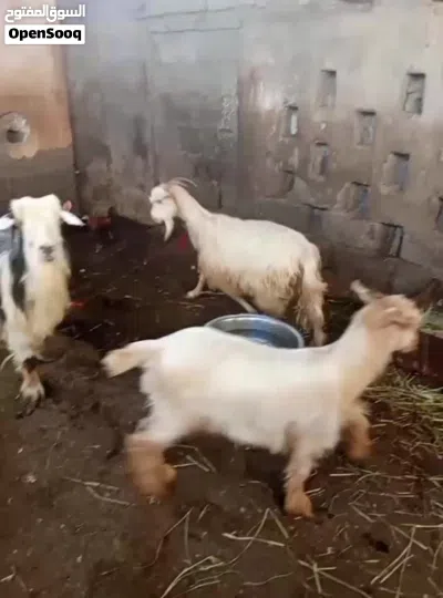 أغنام للبيع 3
