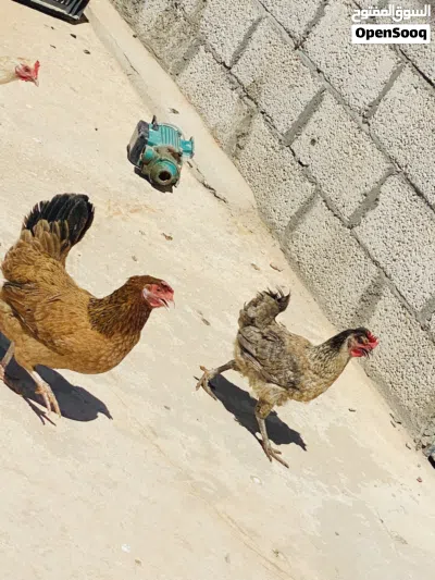 4 دجاجات و ديكين لاقوه الله بالله 3