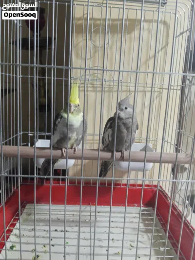 سكان ام نواره 3