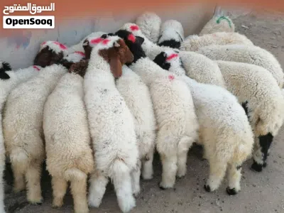 نشتري جميع الغنام والصخول والبقار 2