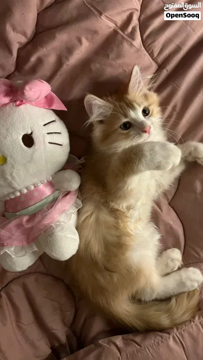 للبيع قطه شيرازيه مع أبنائها 4