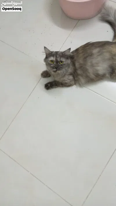 قط مفقود ارجو تواصل 3