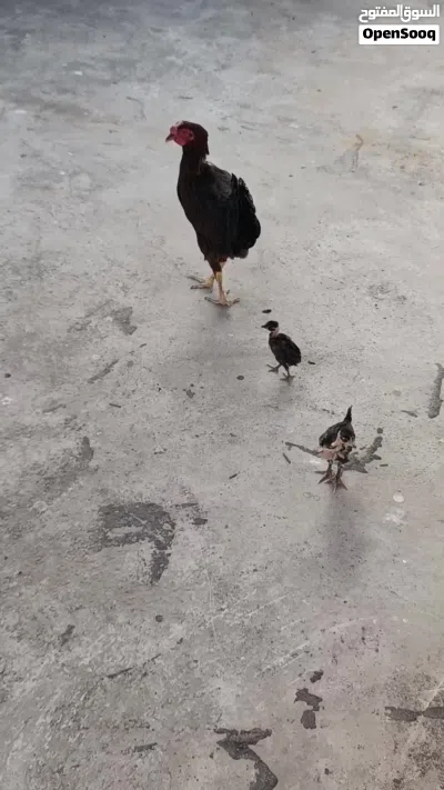 دجاجا عرب صحه ونضافه 2