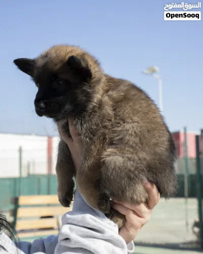سيبل و شو لاين German shepherd puppies 4