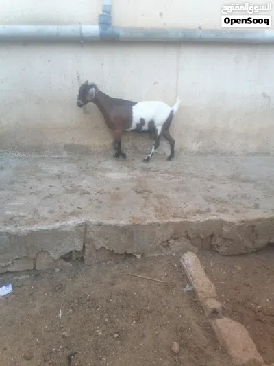 عنز البينو الأصلي 4