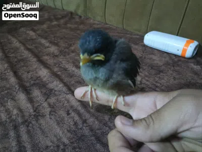 مينا صغيره الي يريدها يتواصل واتساب 2