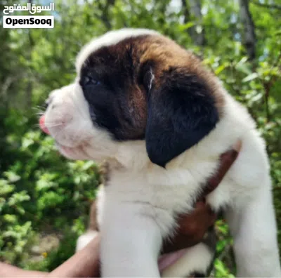Purebred Saint Bernard Puppy Healthy, Fluffy & Ready for a Loving Home. 3