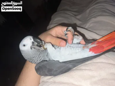 بغبغاء كاسكو 4