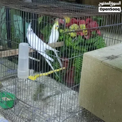 جوز كوكتيل فحل لاتينو والبينو جامبو 4