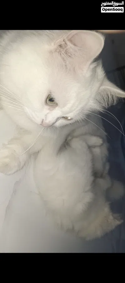 قطط شيرازي للبيع 2