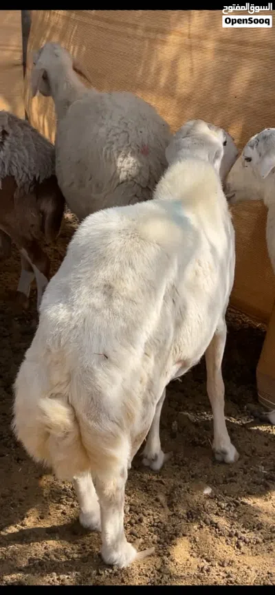كبش فحل منتج من الحلال اليمني 4