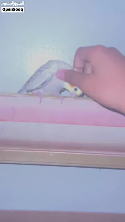 cockatiel tamed 1 year old 4