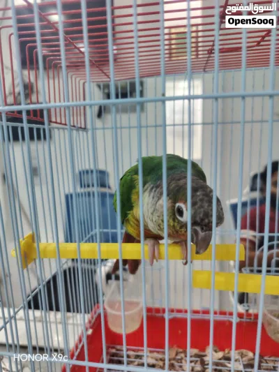 كنيور أليف للبيع تابع الوصف 2