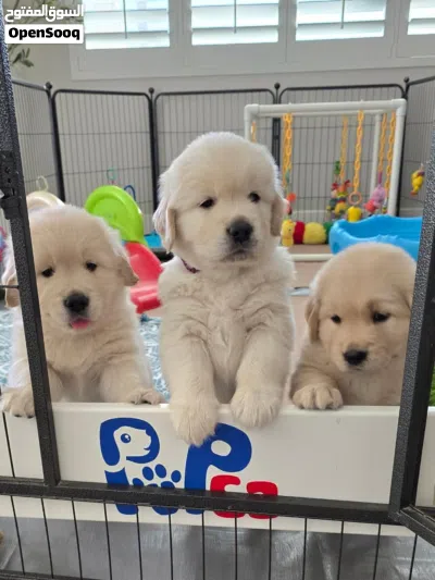 Golden Retriever puppies 2