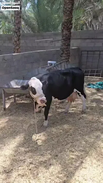 للبيع للبيع بقرة ظفارية 4