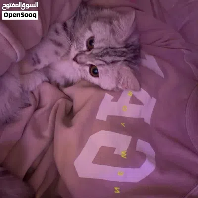 قطوه شيرازيه 50 2