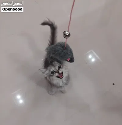 للبيع قطه في صلاله 2