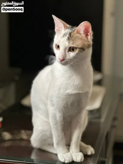 Cat for Adoption - قط للتبني 2
