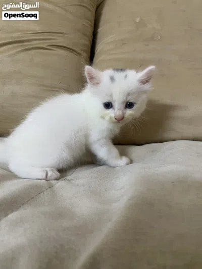 قطط شيرازي 2