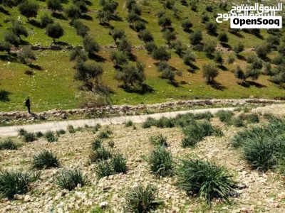 أرض للبيع في مرصع على حدود أراضي عمان 4