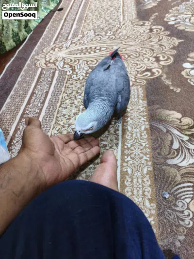 كاسكو اليف ومتكلم 4