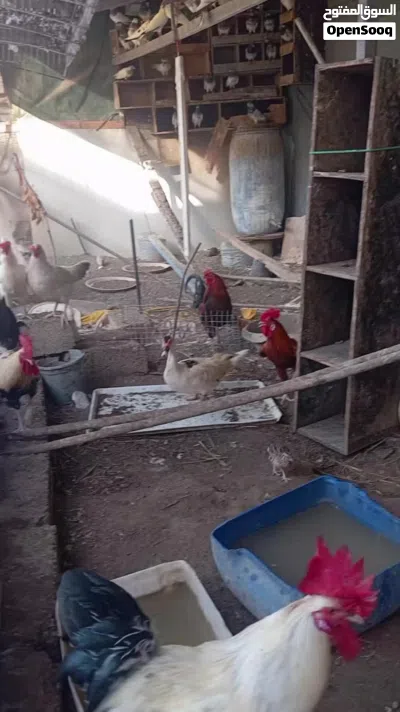 بط وارانب وحمام باكستانيات ودجاج 2