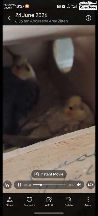 كوبية كوكتيل حبشي حجم الله يبارك 4